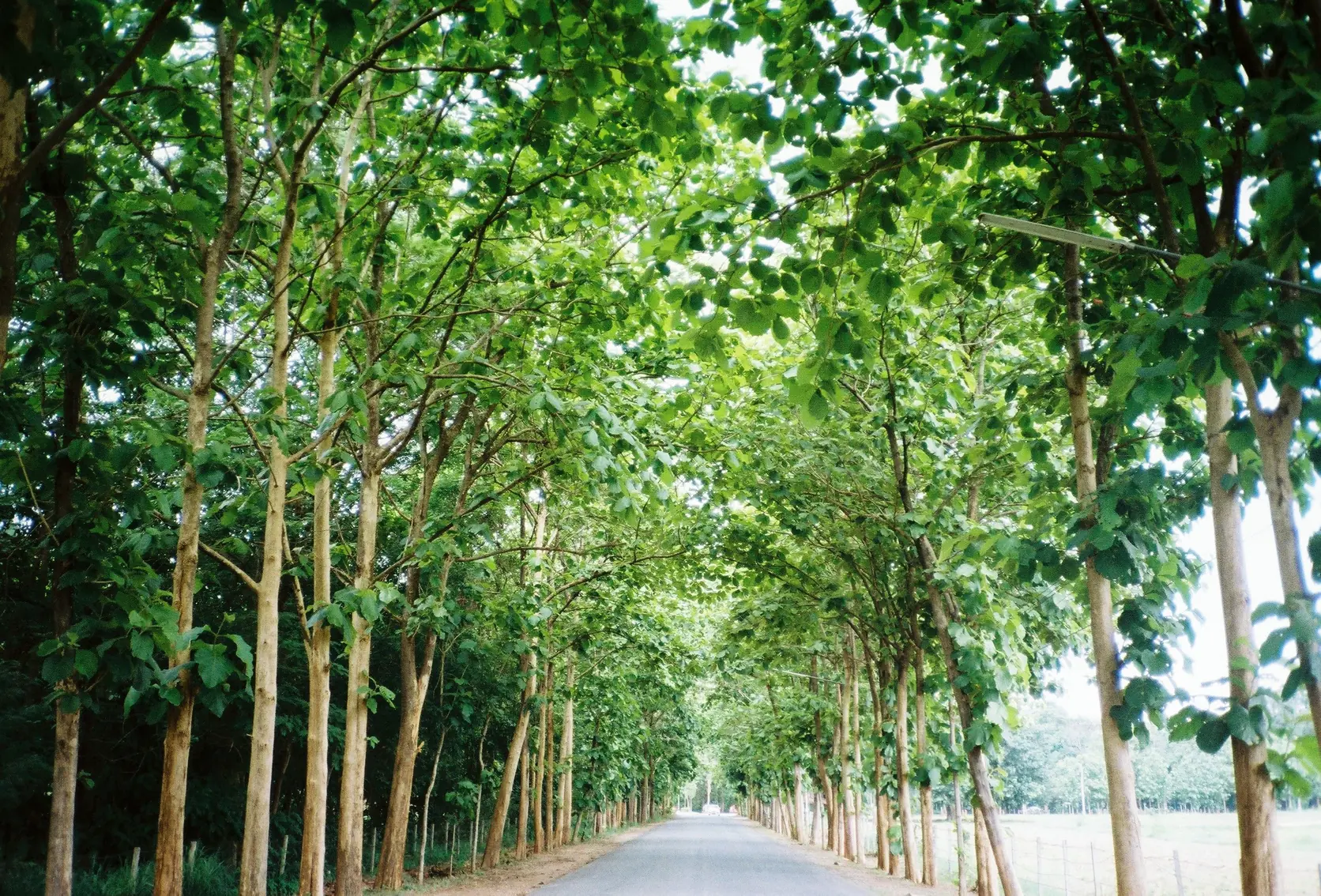 孔敬府綠樹下的靜謐道路