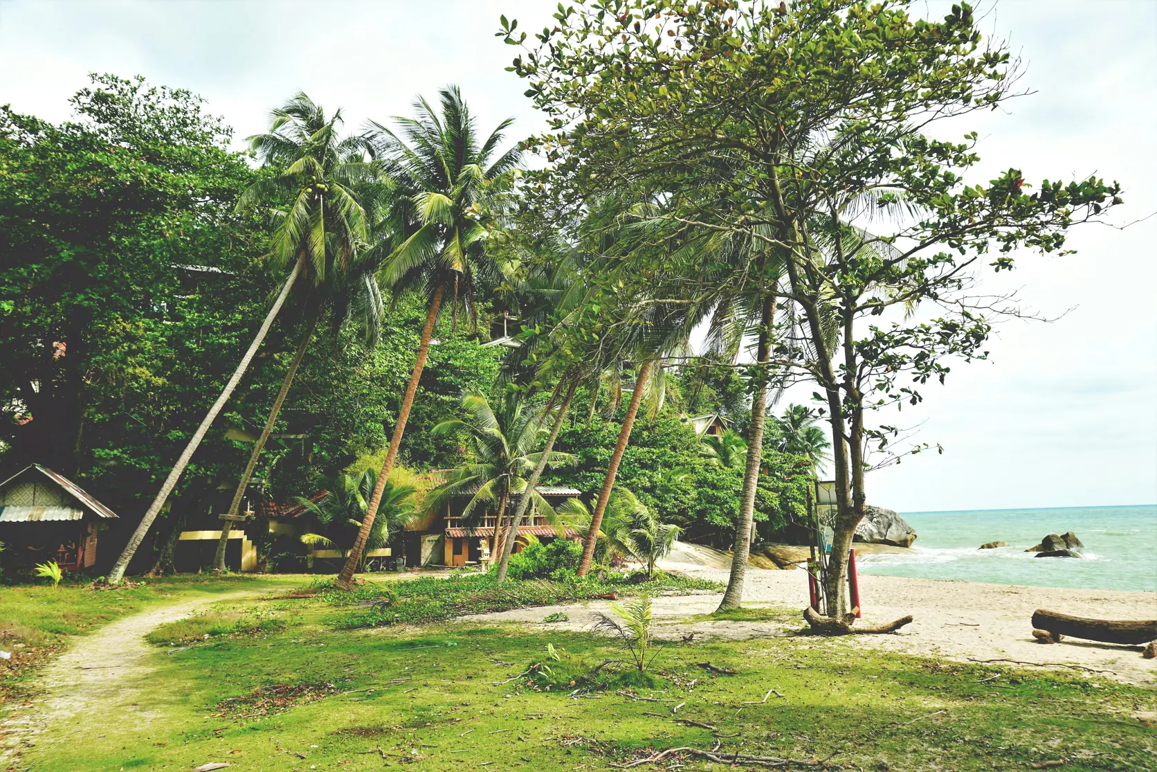 Palm trees and beachside buildings on Koh Phangan