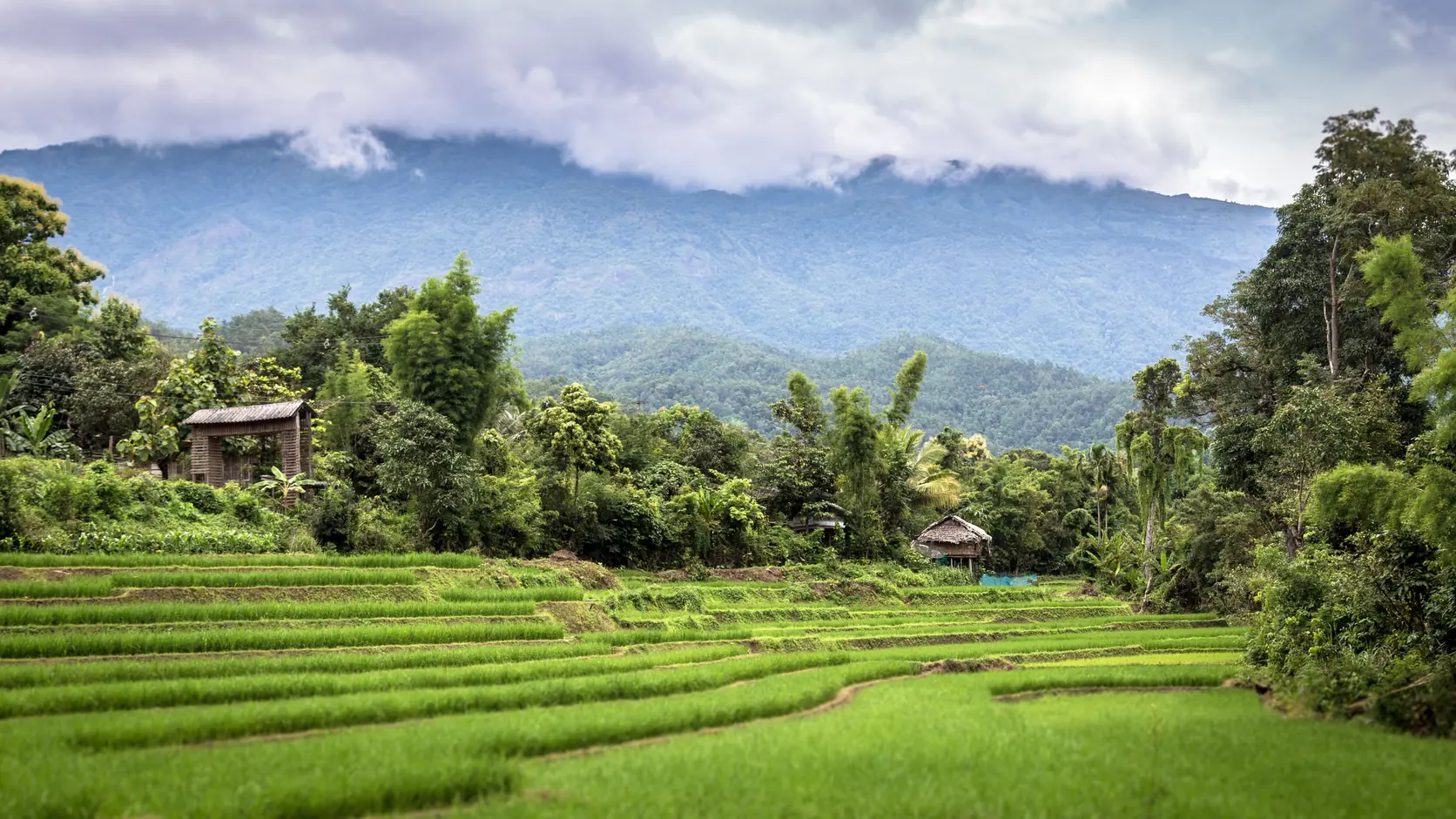 Green rice terraces below forested mountains in rural Thailand